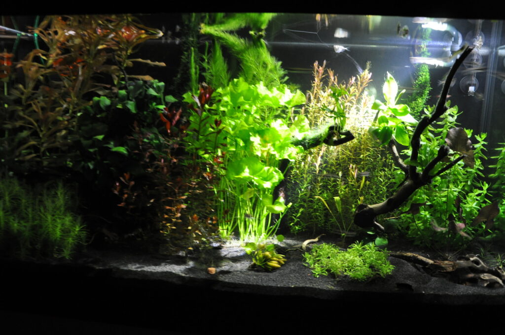 Das Aquarium: Daher stammt die Faszination