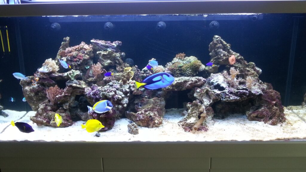 Das Aquarium: Daher stammt die Faszination