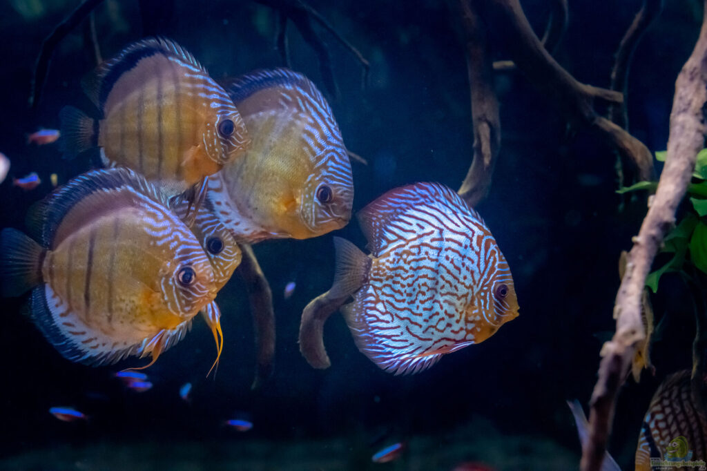 Das Aquarium: Daher stammt die Faszination