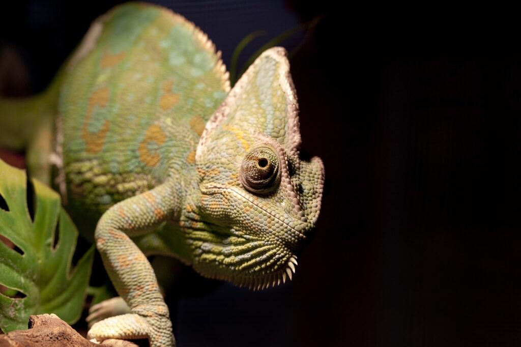Chamäleon - Die einzigartige Anpassung an den Lebensraum